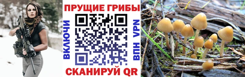 Псилоцибиновые грибы Psilocybine cubensis  Купить  Томилино 